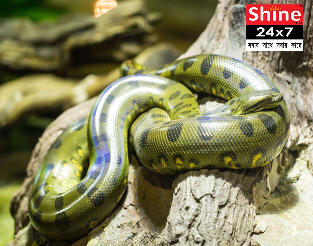 Anaconda