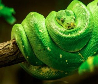 snake
