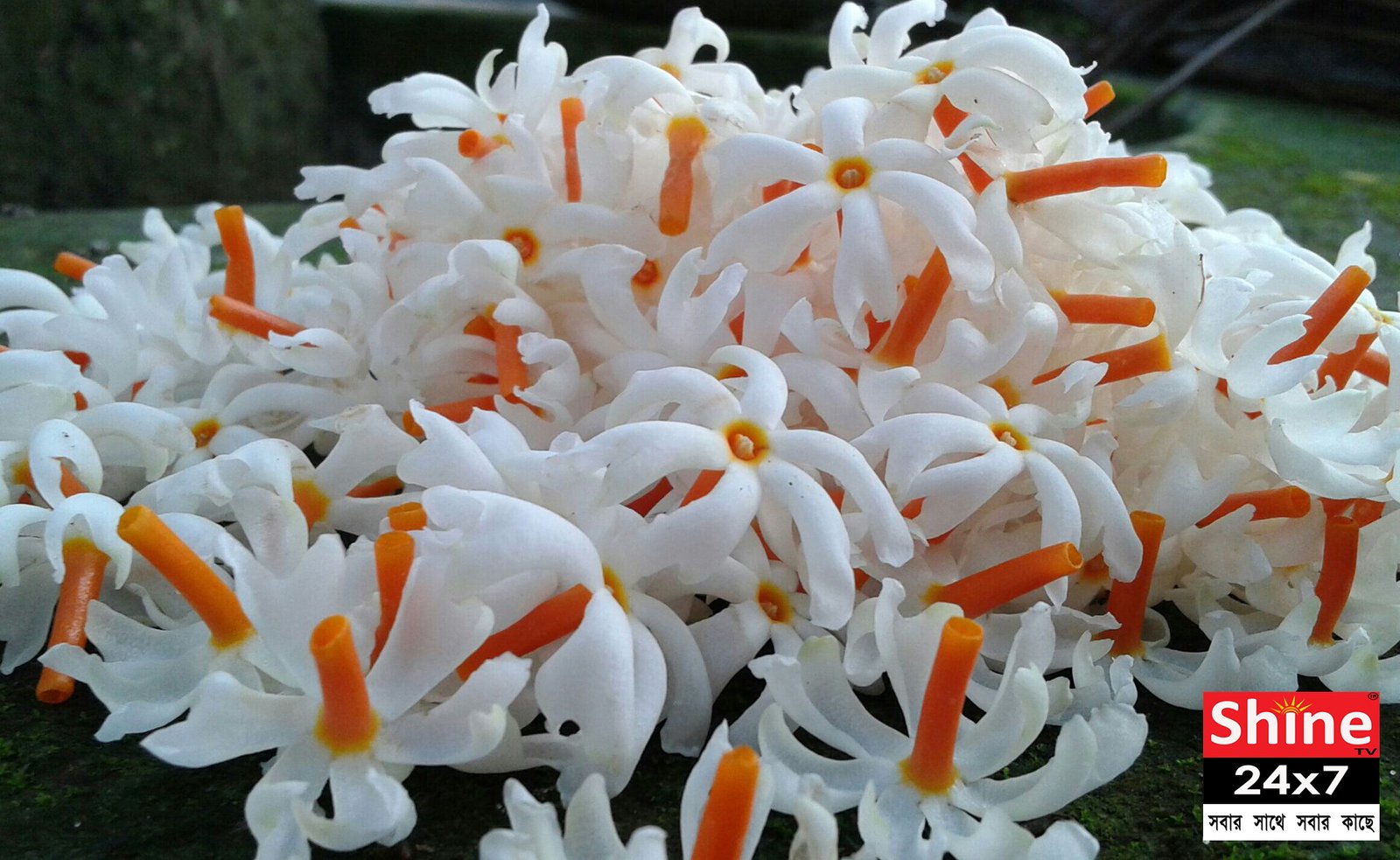 বাড়িতে