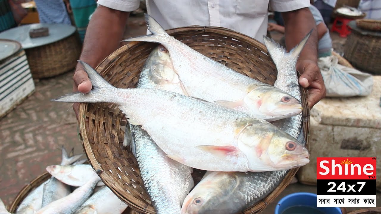 ইলিশ