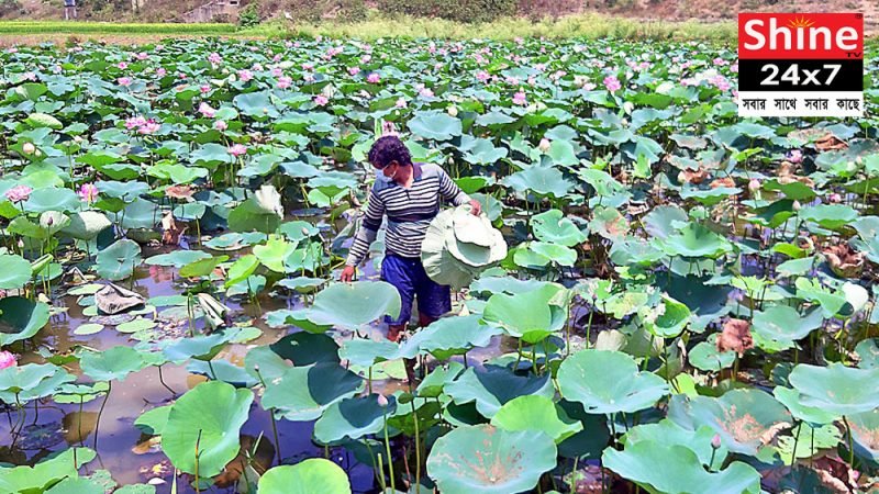 হিমশিম