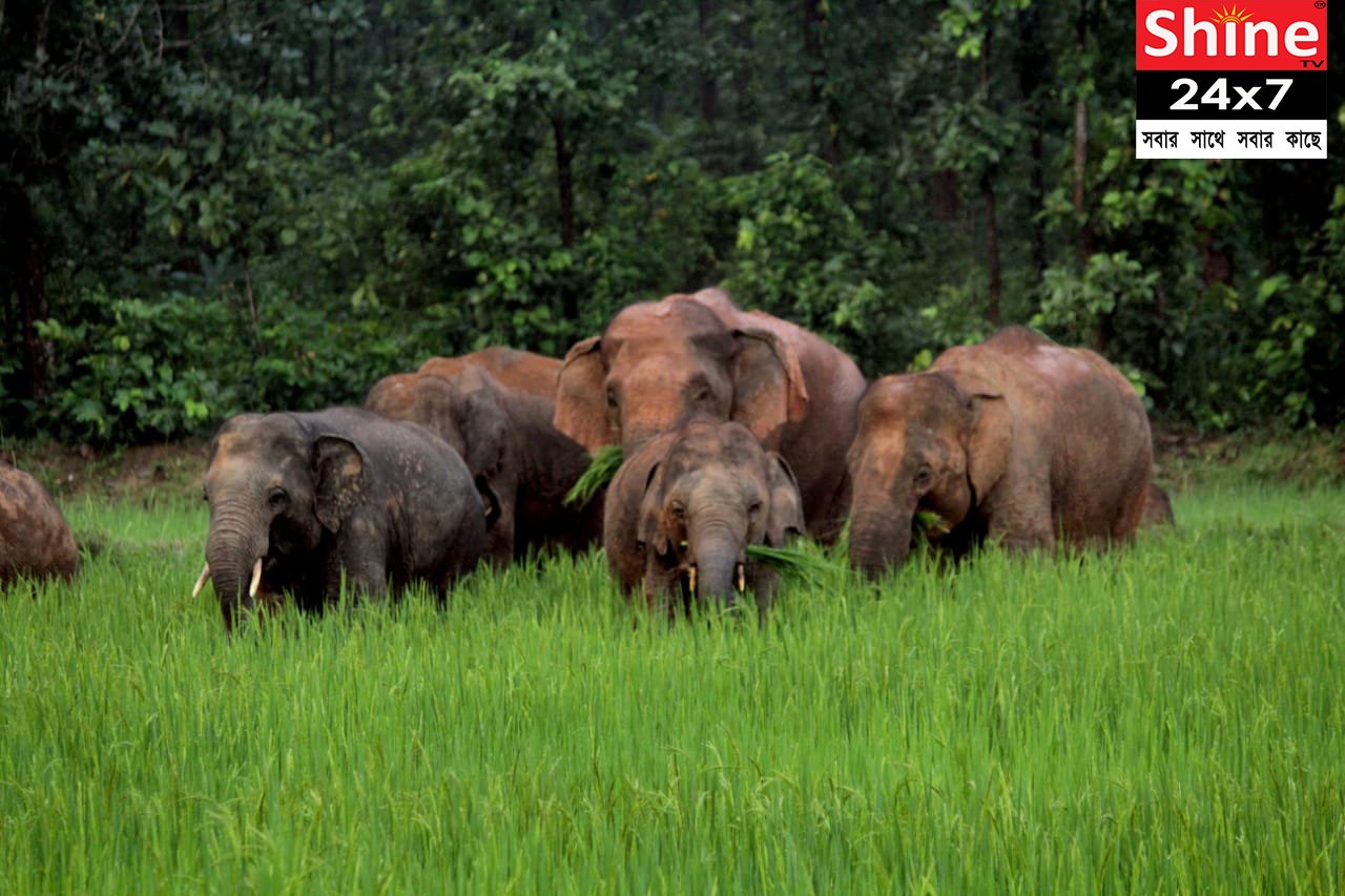 হাতির