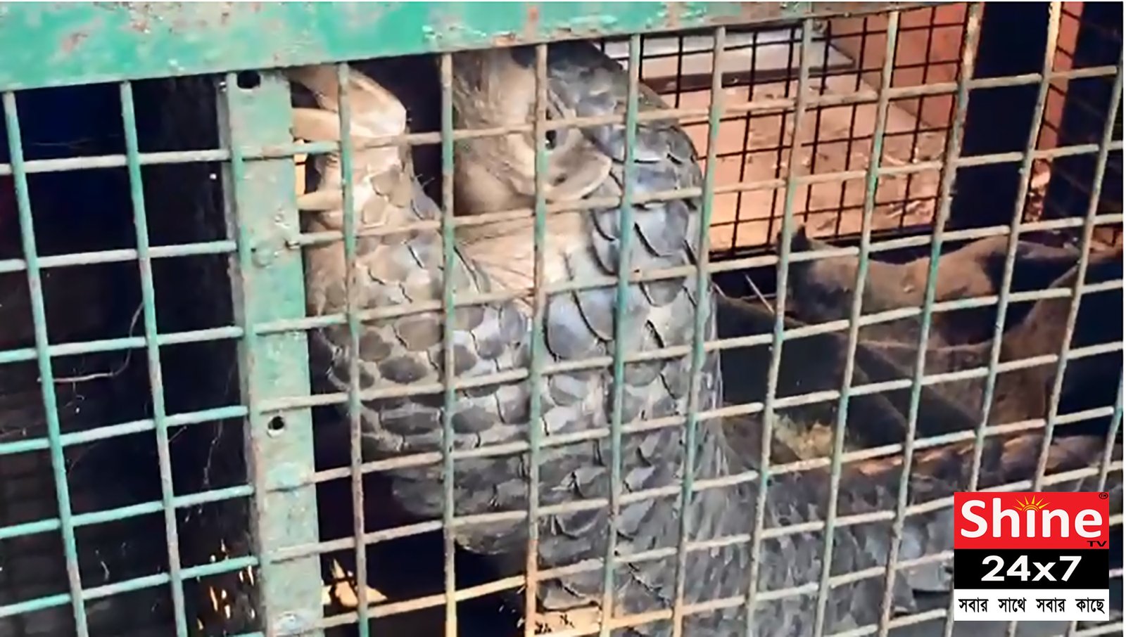 প্যাঙ্গোলিন