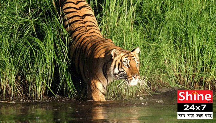 ঝাঁপ