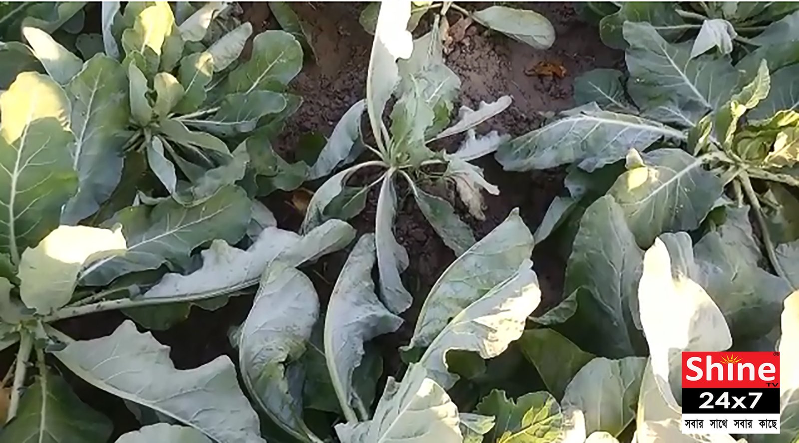 আগাছা