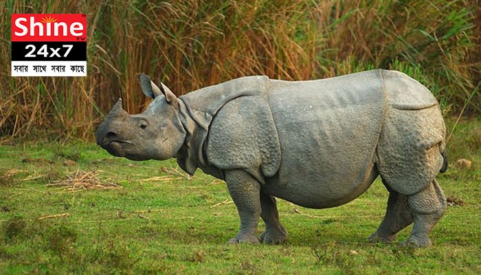 গন্ডারের