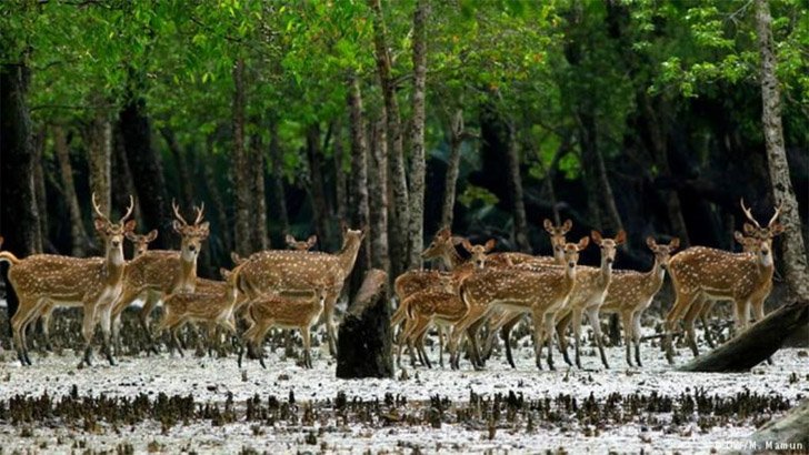 শপথ