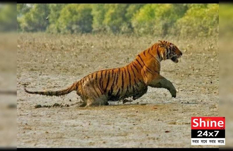 হামলা