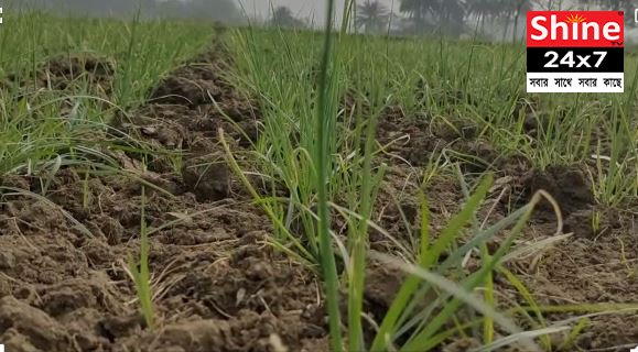 উধাও