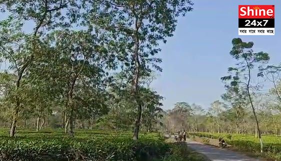 ডেঙ্গুয়াঝাড়