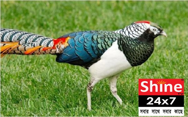 ওয়াইল্ড