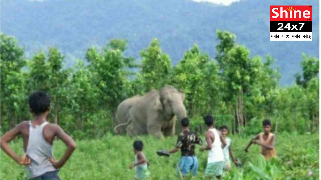 বুনেরা