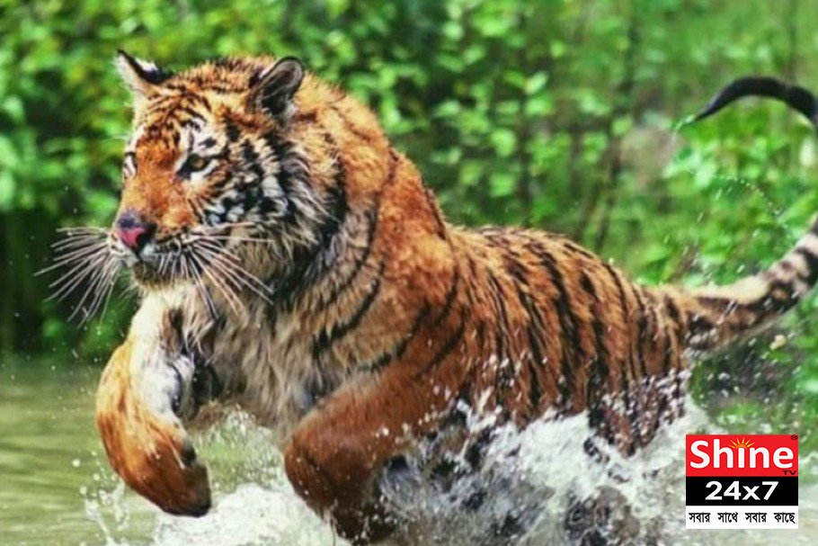 থাবায়