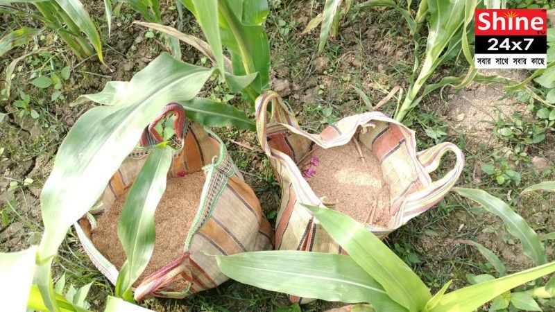 ভুট্টার