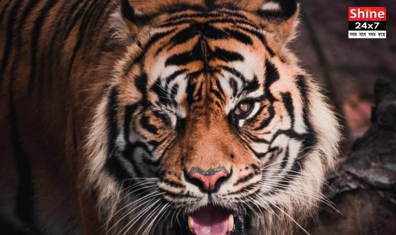 কন্যাবালির