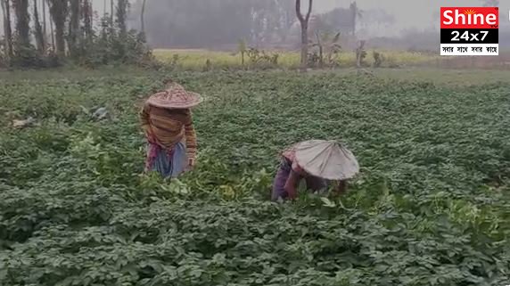 বসিরহাটের