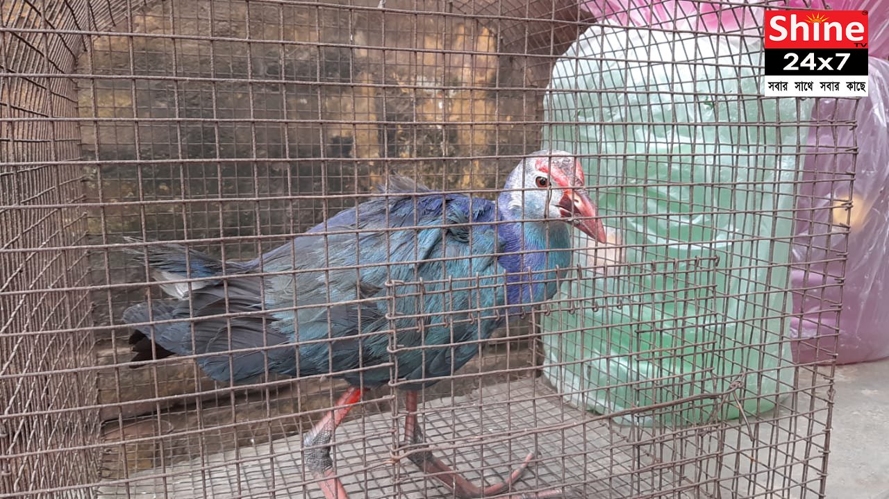 বাগআঁচড়া
