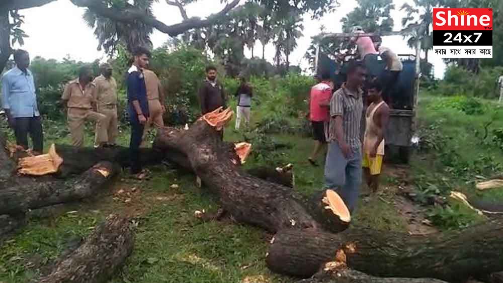 আমবাগান