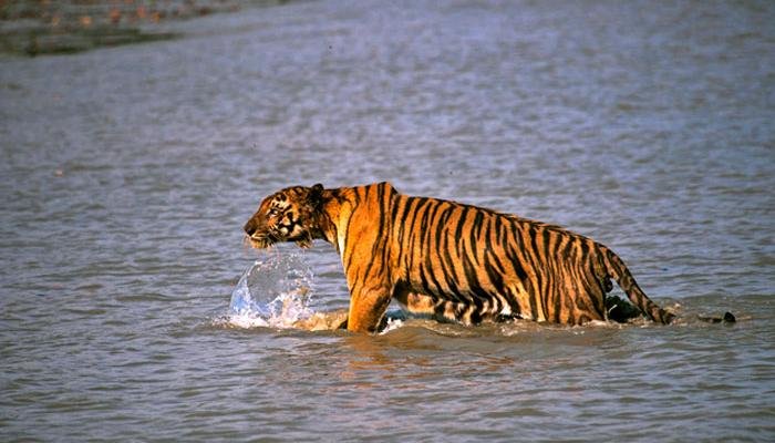 গিয়ে