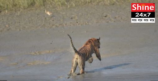 জঙ্গলে