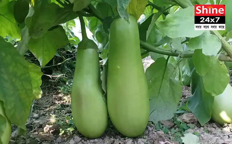 রপ্তানি