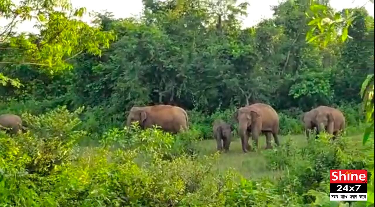 দাঁতাল