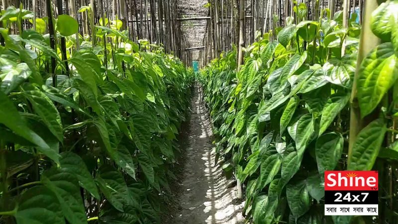 কোচবিহারের