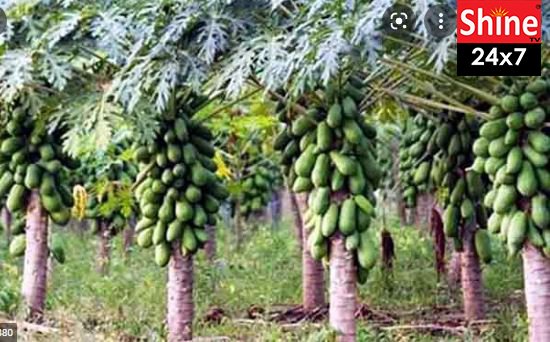 পেঁপে