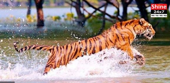 বাঘিনীকে