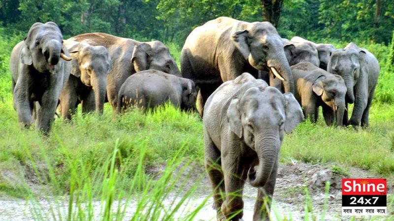 আতঙ্কিত