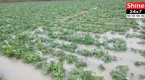 বিঘা