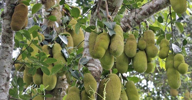 কাঁঠাল