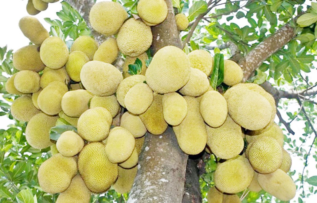 কাঁঠাল