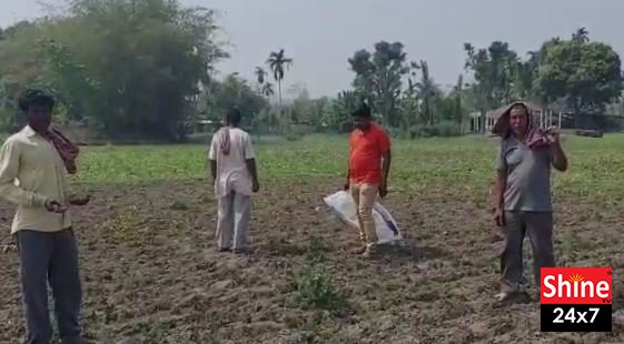 আলুর