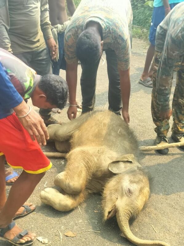 নয়াগ্ৰামে হাতির হামলায় মৃত দুই, প্রাণহানি রুখতে মাইকিং করে এলাকাবাসীদের নিরাপদ স্থানে থাকার পরামর্শ প্রশাসনের