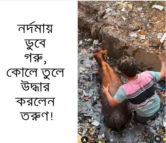 নর্দমায় ডুবে গরু, কোলে তুলে উদ্ধার করলেন তরুণ!